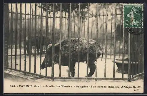 AK Paris, Wildschwein im Zoo