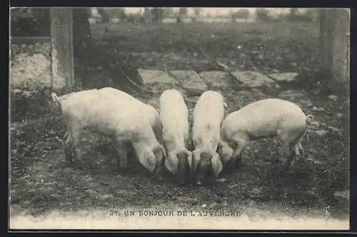 AK Schweine suchen nach Futter