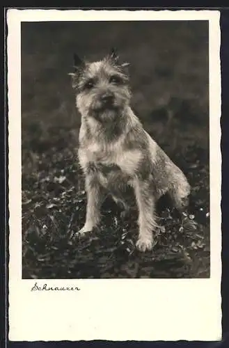 AK Schnauzer, sitzend auf einer Wiese