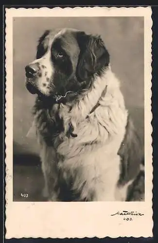 AK Bernhardiner, sitzend, Portrait