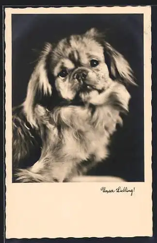 AK Unser Liebling!, Pekinese, Portrait