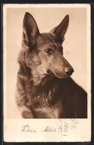 AK Junger Schäferhund, Portrait