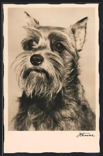 AK Schnauzer mit aufmerksamem Blick, Portrait