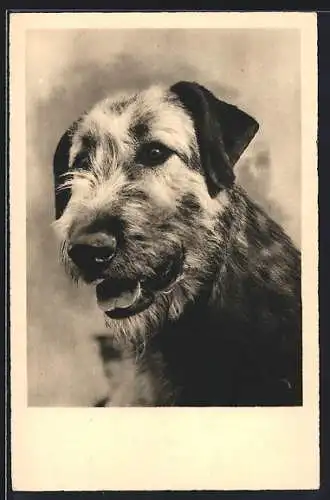 AK Schnauzer, seine Zunge zeigend, Portrait