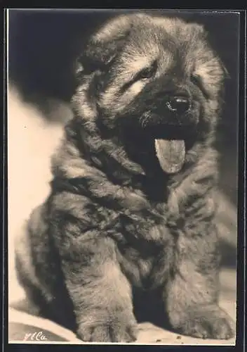 AK Junger Chow-Chow mit hängender Zunge, Portrait