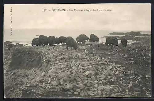 AK Quiberon, Les Moutons à Beg-er-Land, côte sauvage