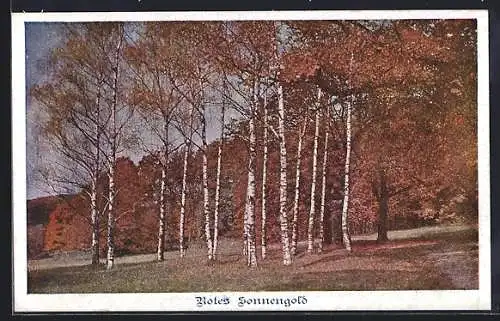 AK Deutscher Schulverein Nr. 881: Aus dem Schwarzenbergpark, Birkengruppe