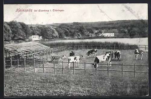 AK Hainspitz i. Thüringen, Rinderherde, weidende Kühe