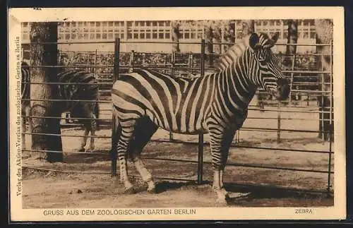 AK Berlin, Zebras im Zoologischen Garten