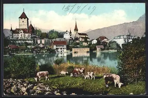 AK Spiez, Blick über den Thunersee zum Ort, Kühe auf der Wiese