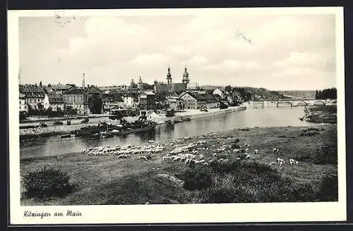 AK Kitzingen am Main, Ortsansicht mit Schafherde am Ufer