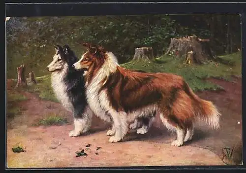 AK Zwei Collies am Waldrand