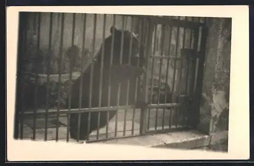 Foto-AK Bär hinter Gittern in einem kleinen Verschlag