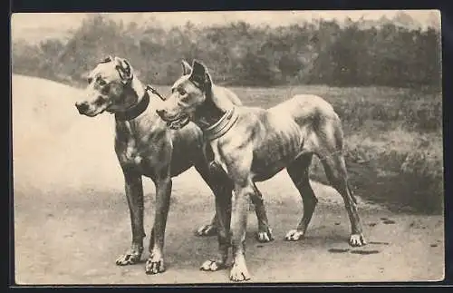 Foto-AK Zwei Dobermänner im Freien, aneinander gekettet