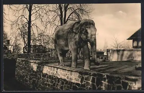 AK Halle /Saale, Elefantin Frieda im Freigehege des Zoos