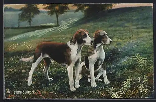 AK Foxhounds, Jagdhunde auf dem Feld