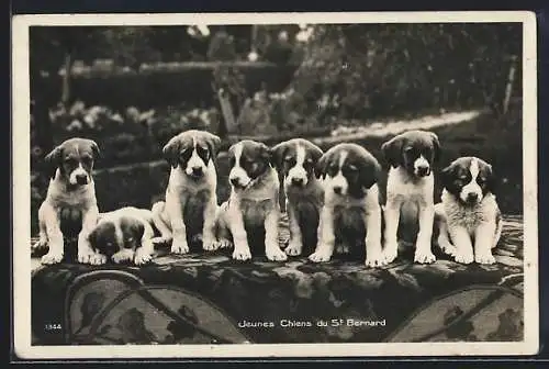 AK Jeunes Chiens du St. Bernard, Bernhardinerwelpen