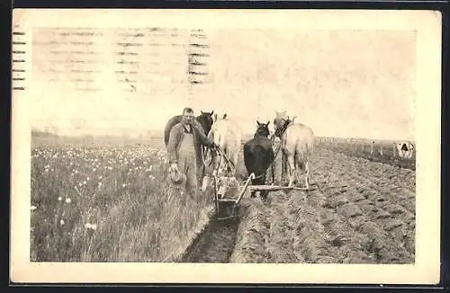 AK Bauer auf dem Feld mit Pflug und Pferdegespann