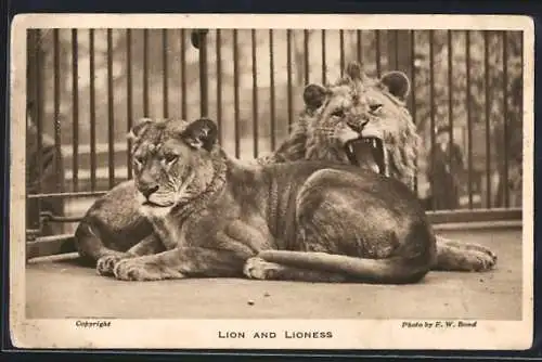 AK London, Zoo, Lion and Lioness