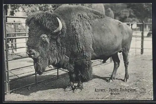 AK Anvers, Jardin Zoologique, Bison