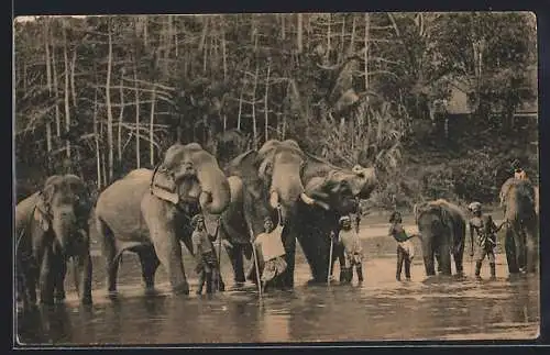 AK Colombo, Temple Elephants at Katugastota