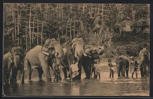 AK Colombo, Temple Elephants at Katugastota