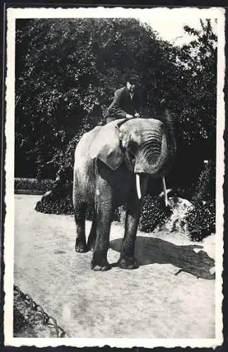 AK Antwerpen, Dierentuin, Afrikaanse olifant