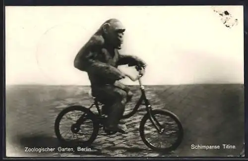 AK Berlin, Zoologischer Garten, Schimpanse Titine auf einem Fahrrad