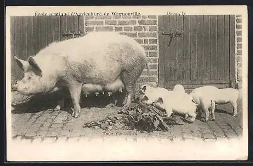 AK Yorkshire Schwein mit Ferkeln