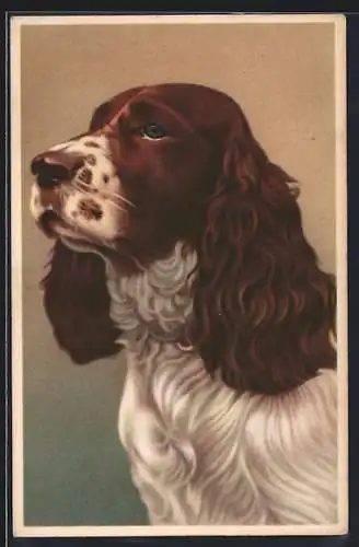 AK Spaniel im Portrait