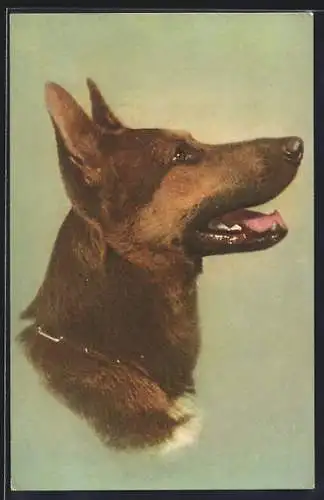 AK Schäferhund, Seitenportrait