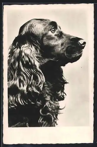 AK Schwarzer Spaniel, von der Seite gesehen