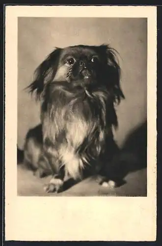 AK Sitzender Pekinese, Portrait