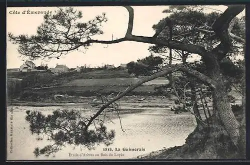 AK La Guimorais, Étude d`Arbres au Bois de Lupin à la Côte d`Émeraude