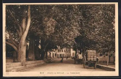 AK Prats-de-Mollo, La Promenade sous les arbres majestueux