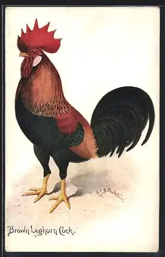 Künstler-AK The Brown Leghorn Cock