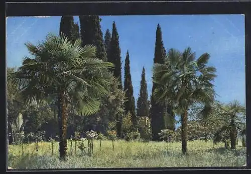 Künstler-AK Photochromie Nr.1848: Palmen im Park