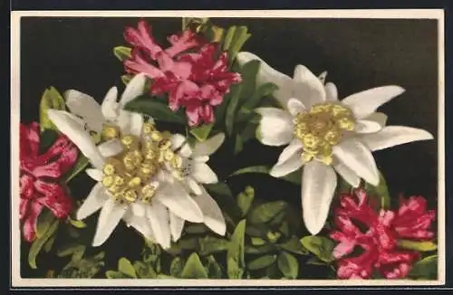 Künstler-AK Photochromie Nr. 1857: Alpenrose und Edelweiss