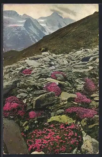 Künstler-AK Photochromie Nr. 946: Stängelloses Leimkraut, Silene acaulis