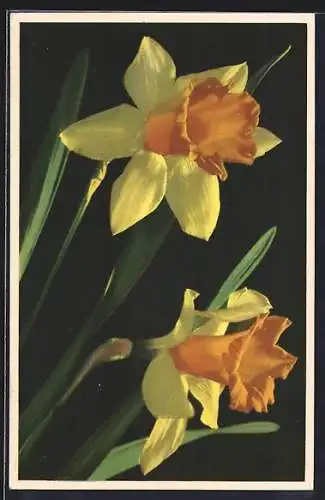 Photochromie-AK Narcissus, Narzisse