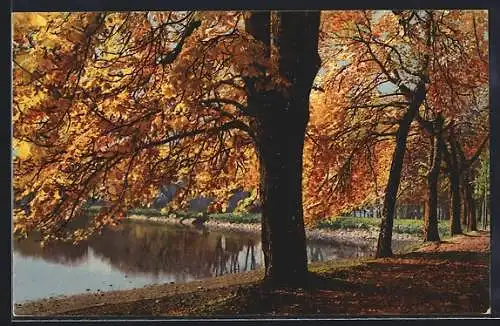 Künstler-AK Photochromie Nr.4025: Moritzburg, Kastanien am Teich