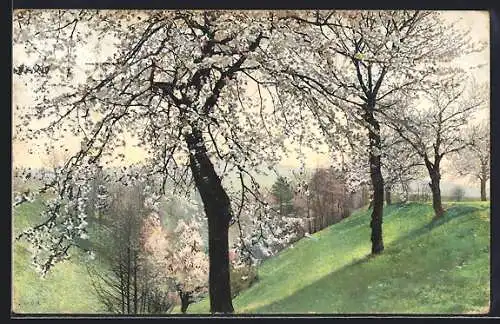 Künstler-AK Photochromie Nr. 1203: Bäume im Frühling