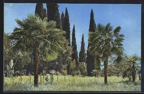 Künstler-AK Photochromie Nr. 1848: Wiese mit Palmen und Zypressen