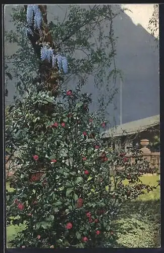 Künstler-AK Photochromie Nr.1831: Blüten und Bäume