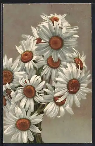 Photochromie-AK Kempten, Margueritentage 1911