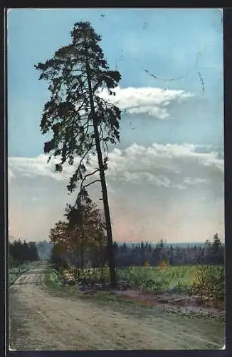 Künstler-AK Photochromie Nr. 1664: Bäume an der Landstrasse