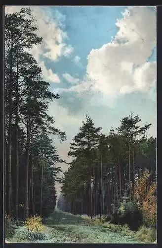 AK Photochromie NR 1654: Bühlau, Partie in der Dresdner Heide