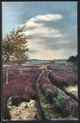 Künstler-AK Photochromie Nr. 3: Ein Weg durch die Heide