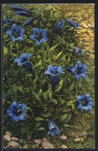 Künstler-AK Photochromie Nr. 921: Gentiana Acaulis, Blumen in voller Blütenpracht