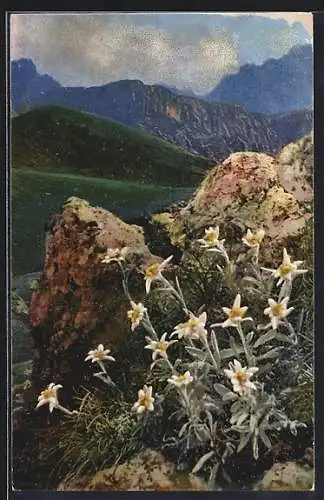 Künstler-AK Photochromie Nr. 1231: Leontopodium alpinum, Edelweiss